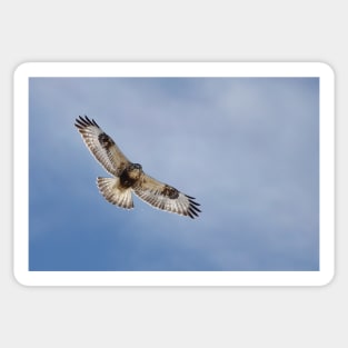 Rough-legged hawk Sticker